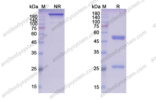 Research Grade Zolbetuximab