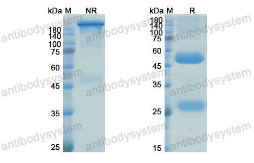 Research Grade Anti-Human CD184/CXCR4 Antibody (MEDI3185)