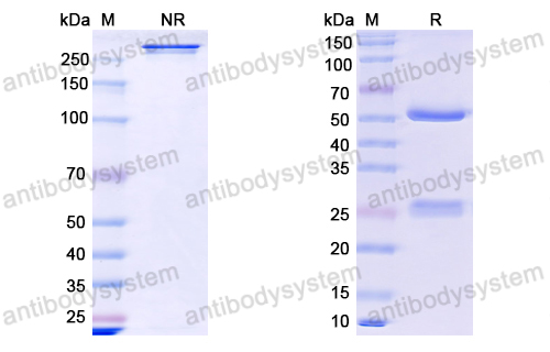 Research Grade Anti-Human SIRPα / γ Antibody (Kwar23)