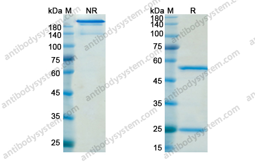 Research Grade Quetmolimab