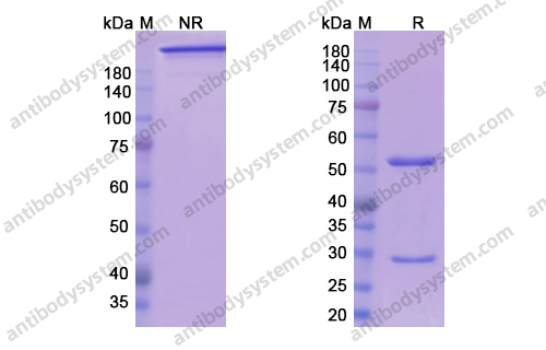 Research Grade Ensituximab