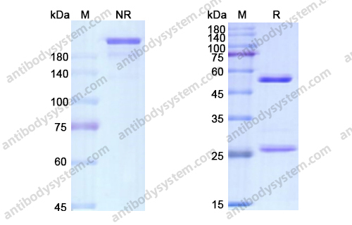 Research Grade Atorolimumab
