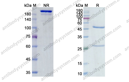 Research Grade Morolimumab