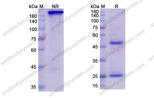 Research Grade Belantamab