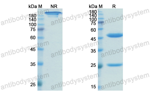 Research Grade Rosopatamab
