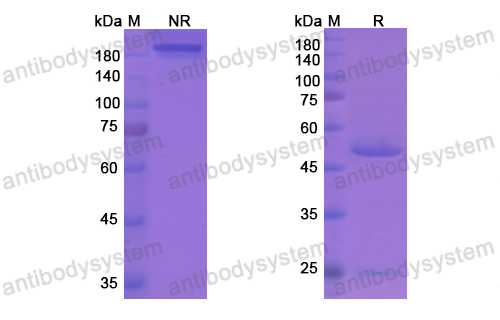 Research Grade Letaplimab