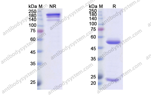 Research Grade Amatuximab