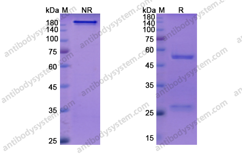 Research Grade Ontamalimab