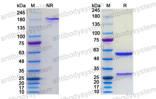 SDS-PAGE for Research Grade Rapaprutug ?>