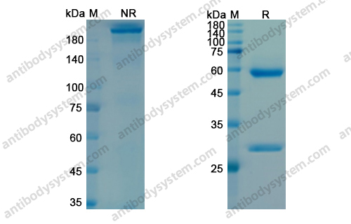 Research Grade Lodapolimab