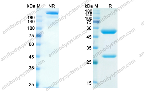 Research Grade Serplulimab