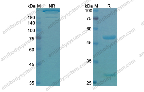 Research Grade Pidilizumab