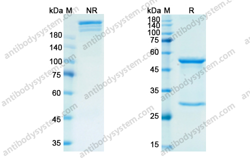 Research Grade Retifanlimab