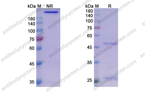 Research Grade Sasanlimab
