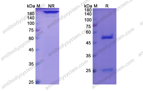 Research Grade Afasevikumab