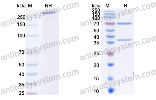 Research Grade Remtolumab