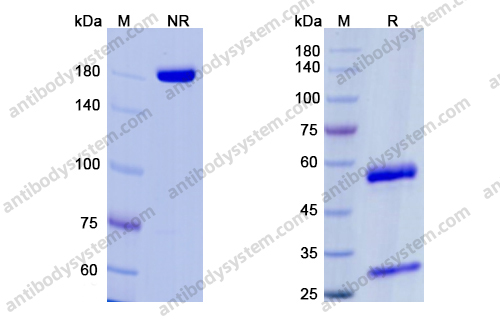 Research Grade Erenumab