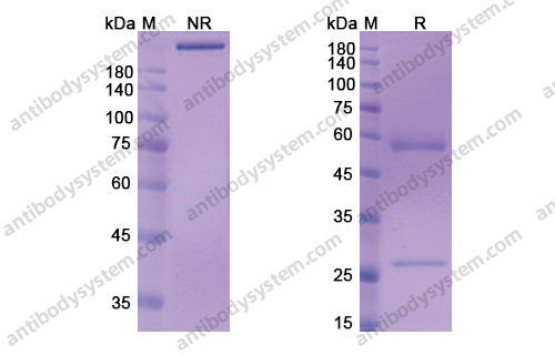Research Grade Murlentamab