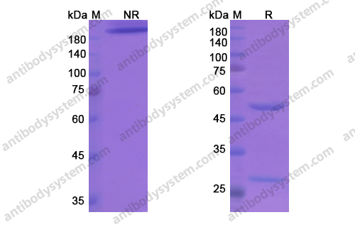 Research Grade Etigilimab