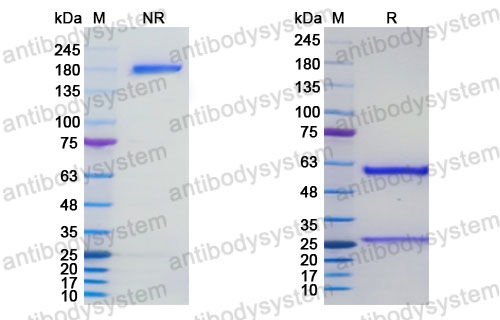 Research Grade Mocertatug