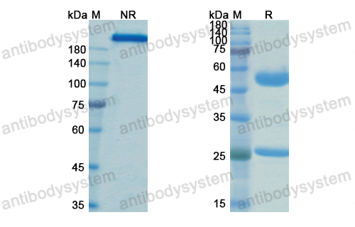 Research Grade Anti-Human KLB/Beta-klotho Antibody (MK-3655)