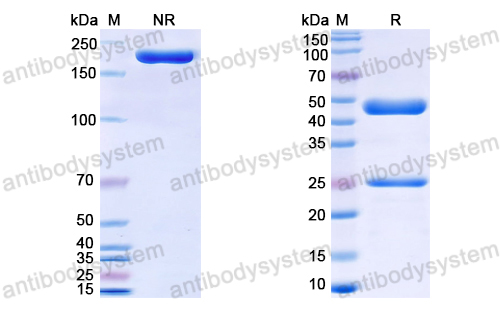 Research Grade Anti-Human CD85d/LILRB2/ILT4 Antibody (MK-4830)