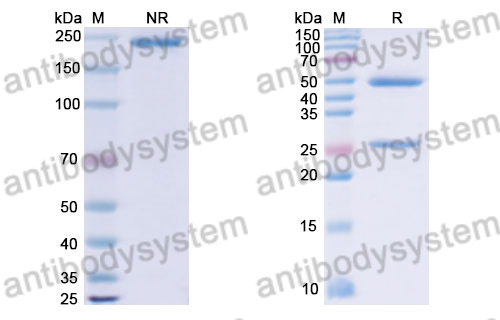Research Grade Anti-Human CD85d/ILT4 Antibody (JTX-8064-101)