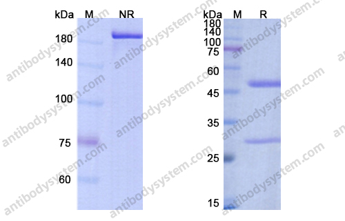 Research Grade Bococizumab