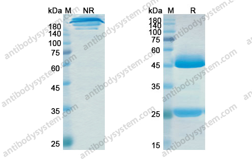 Research Grade Ralpancizumab