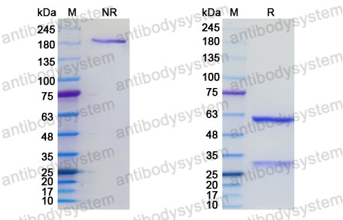 Research Grade Ticalicibart