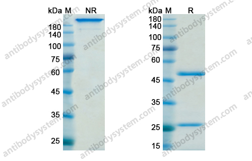 Research Grade Nemolizumab