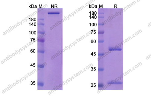 Research Grade Sofituzumab