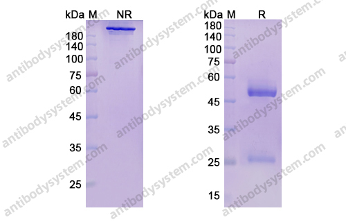 Research Grade Pepinemab