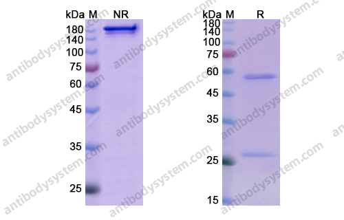 Research Grade Tezepelumab