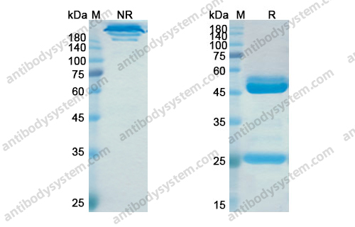 Research Grade Elezanumab
