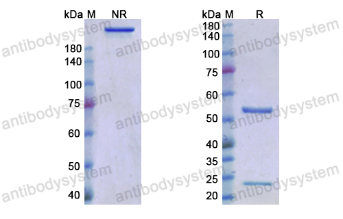 Research Grade Anti-RGMA/RGM Antibody (H116A3)