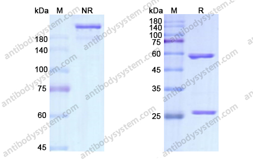 Research Grade Brodalumab
