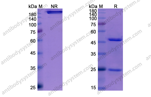 Research Grade Enfortumab