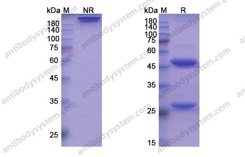 Research Grade Ianalumab