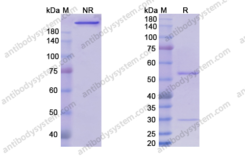 Research Grade Setrusumab