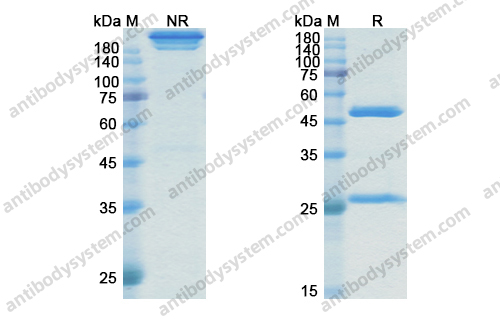Research Grade Rosmantuzumab