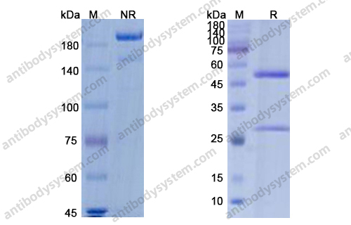 Research Grade Burosumab
