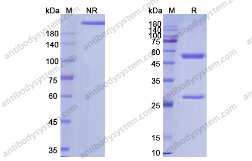 Research Grade Tamrintamab