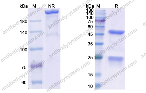 Research Grade Enavatuzumab
