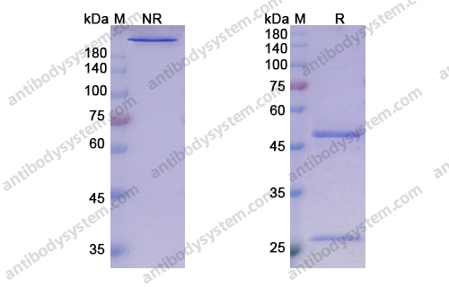 Research Grade Guselkumab