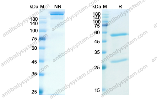 Research Grade Brazikumab