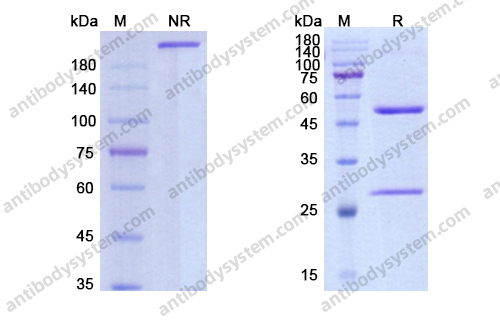Research Grade Nadunolimab