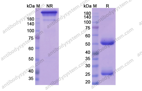 Research Grade Azintuxizumab