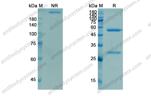 Research Grade Demcizumab