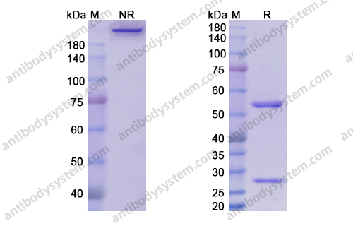 Research Grade Enoticumab